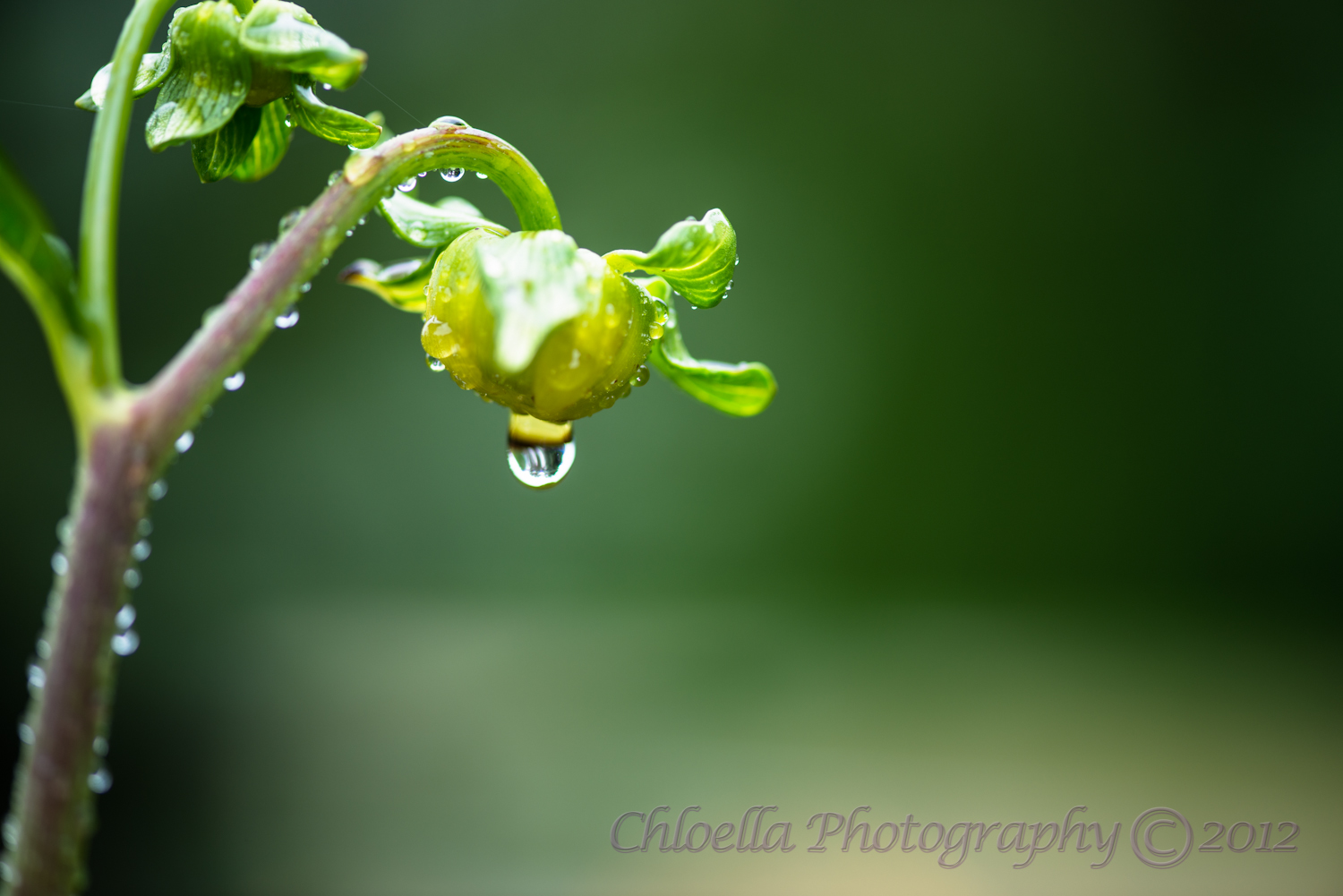 Reflections of a Water Droplet